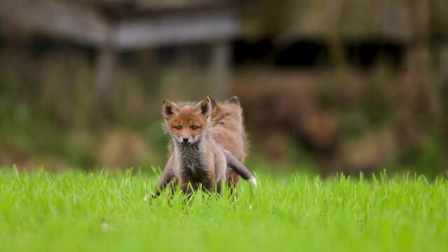 baby fox kitten puppies playing on a green field with litter mates sisters and brothers furry, wild and cute on fullhd canon eos r5 telelens
