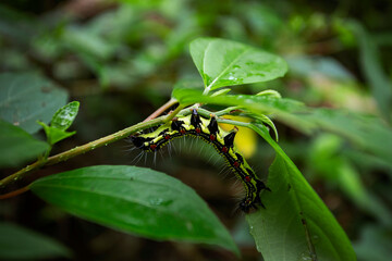 caterpillar on a leaf