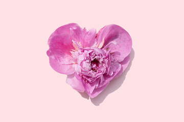 bright pink peony flower in heart shape on a coral pink background