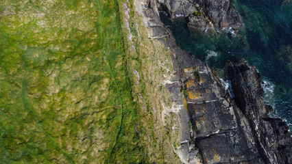 Dense thickets of grass. Grass-covered rocks on the Atlantic Ocean coast. Nature of Ireland, top view.