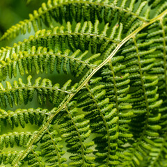 A leaf, a close-up shot. Beautiful plant, macro photo. Green fern plant in close up