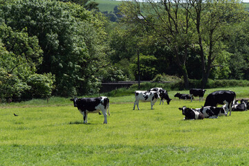 Several young black and white heifers on a green pasture on a sunny spring day. Farm cows on free grazing. Agricultural landscape. Black and white cow on green grass field