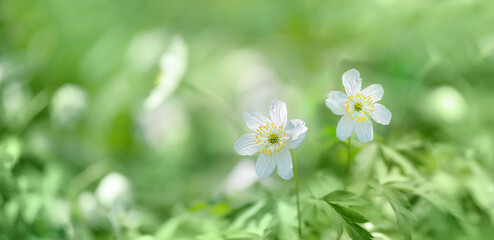 Beautiful spring white flowers on meadow, gentle green natural background. blossom primroses (anemones) close up. Floral image. spring season. template for design