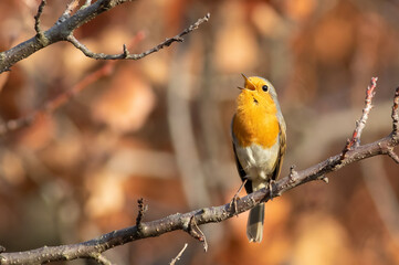 European Robin, Erithacus rubecula. A bird sits on a branch and sings