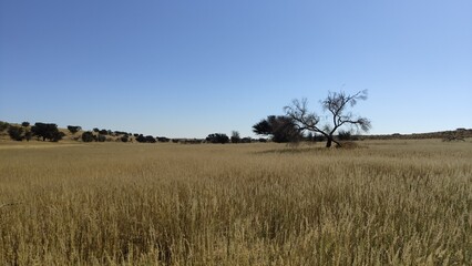 South Africa - Kgalagadi Transfrontier Park - Picnic point