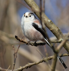 Long-tailed tit, Aegithalos caudatus. A bird sits on a branch