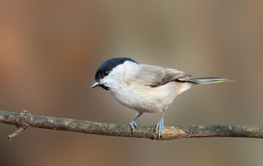 Marsh Tit, Poecile palustris. A bird sits on a tree branch