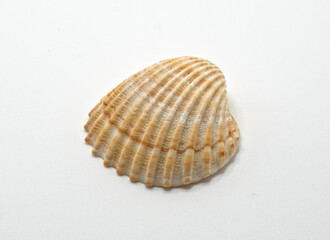 sea shell on white background