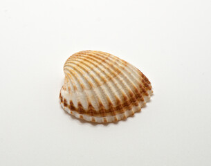 sea shell on white background