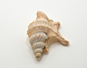 sea shell isolated on white background