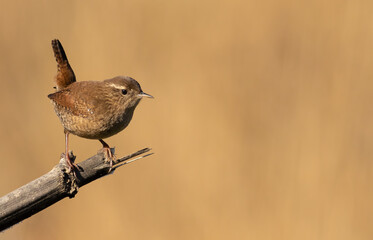 Eurasian wren, Troglodytes troglodytes. Little bird sitting on a broken stem, blurred background