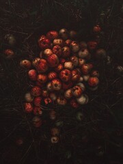 Heap of red and yallow ripe fallen apples at grass. Dark food photo. Fruit harvest.