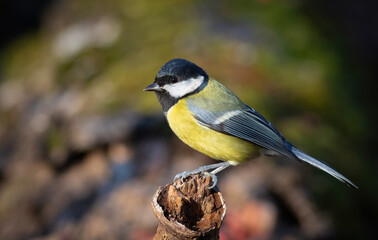 Obraz premium Great tit, Parus major. A bird sits on a broken dry branch