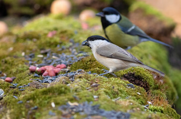 Marsh Tit, Poecile palustris. A bird sits on a tree trunk covered with moss and eats seeds and nuts