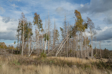 Waldsterben - Last Trees Standing