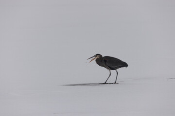Blue Heron with Fish in Mouth