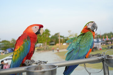 Fototapeta na wymiar Closeup Green wing macaw parrot bird .