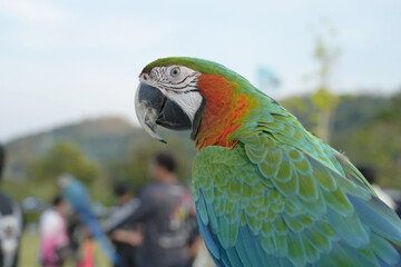 Closeup Green wing macaw parrot bird .