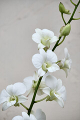 White dendrobium orchid flowers growing fresh in a pot