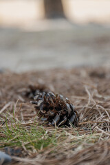 A close-up shot of a pine cone