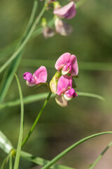 Close up of everlasting sweet pea (lathyrus latifolius) flowers in bloom