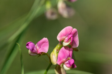 Close up of everlasting sweet pea (lathyrus latifolius) flowers in bloom