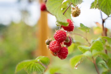 Red sweet berries growing on raspberry bush in fruit garden. What tastes more like summer than a sweet raspberry plucked straight from the bush?