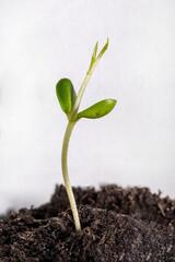 New life of trees by germination of seedlings. Green sprout growing from seed