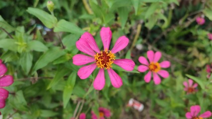 Obraz premium zinnia flowers