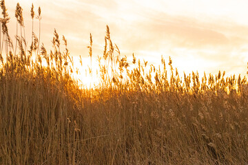 Winter wheat field at sunset