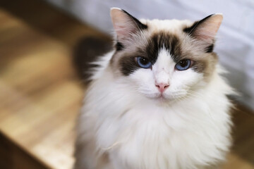 Fototapeta premium portrait of one Ragdoll pet cat looking at camera