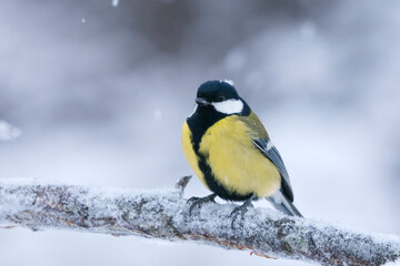 Obraz na płótnie Canvas Great tit (Parus major) sitting on a branch in sowfall in winter. 