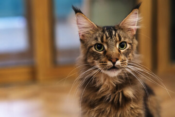 close up one brown fluffy Maine Coon cat indoor, front face looking at camera