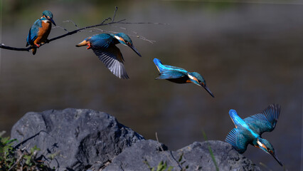 kingfisher dive sequence , composite image