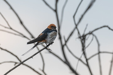 Cecropis abyssinica - Lesser striped swallow - Hirondelle striée © Thomas