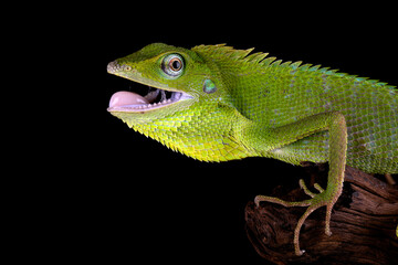 Closeup head of Green Jubata Lizard or Maned Forest Lizard (Bronchocela jubata).