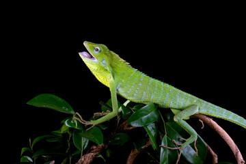 Beautiful Green Jubata Lizard or Maned Forest Lizard (Bronchocela jubata).