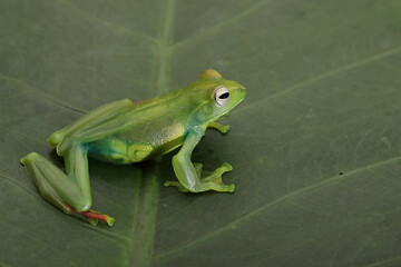 Jade Tree Frog (Rhacophorus dulitensis). is Indonesian tree frog.