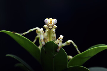 Banded Flower Mantis (Theopropus elegans) is a species of praying mantis native to Southeast Asia. Banded Flower Mantis on leaves.