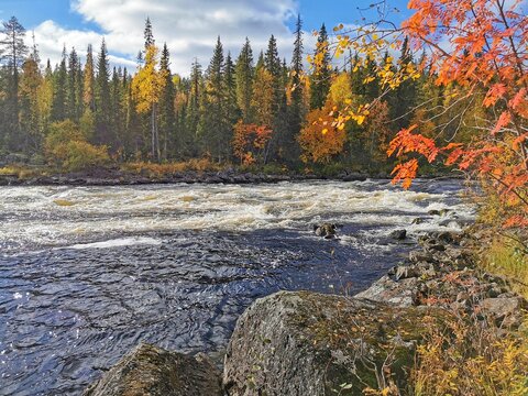 Autumn landscape with rapids on Olanga river, rocks and colorful trees. Paanajarvi National Park, Karelia.
