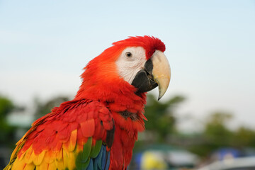 Fototapeta premium Close-up scares macaw vivid rainbow colorful 