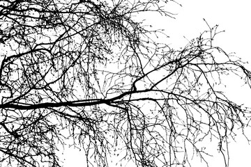 Tree branch silhouette on transparent background