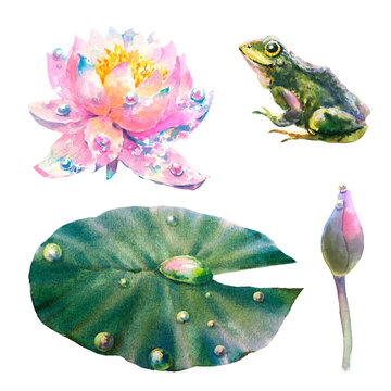 Watercolor illustration, set of water lily flowers, leaf, bud and frog isolated on white background.