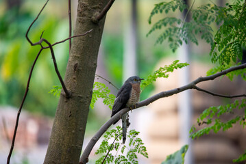 Plaintive cuckoo