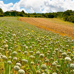Fields of Onion - 556483805