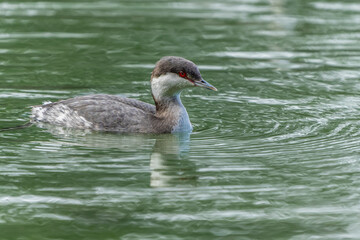 Horned Grebe
