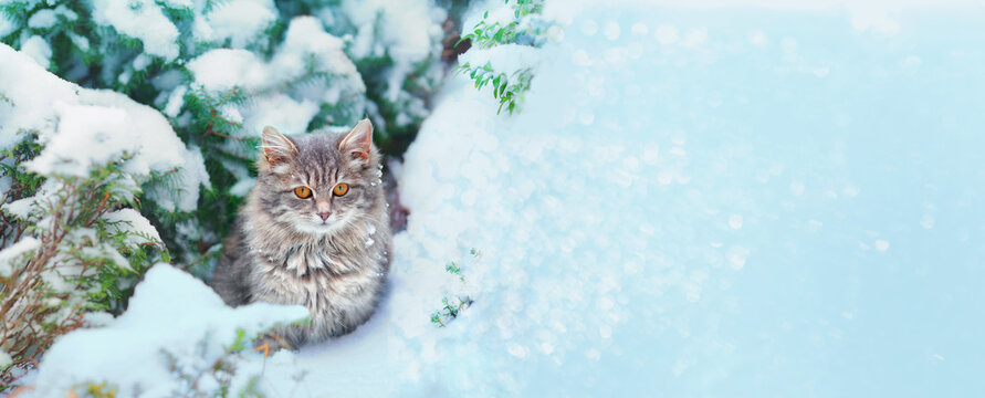 Cute Siberian Gray Cat Walking In Snow Near Fir Tree. Horizontal Banner