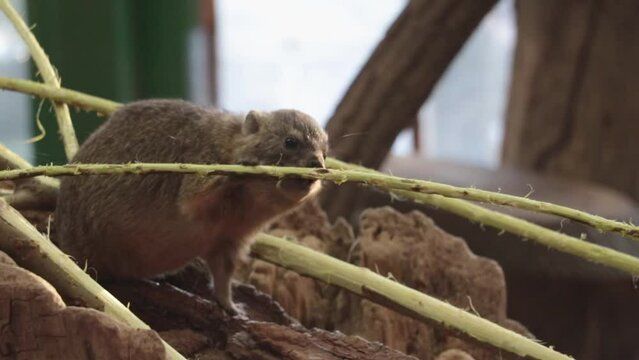Close-up on the Cape Hyrax. Wildlife. The Cape hyrax is a species of Afroasiatic mammal with a superficial resemblance to a rabbit
