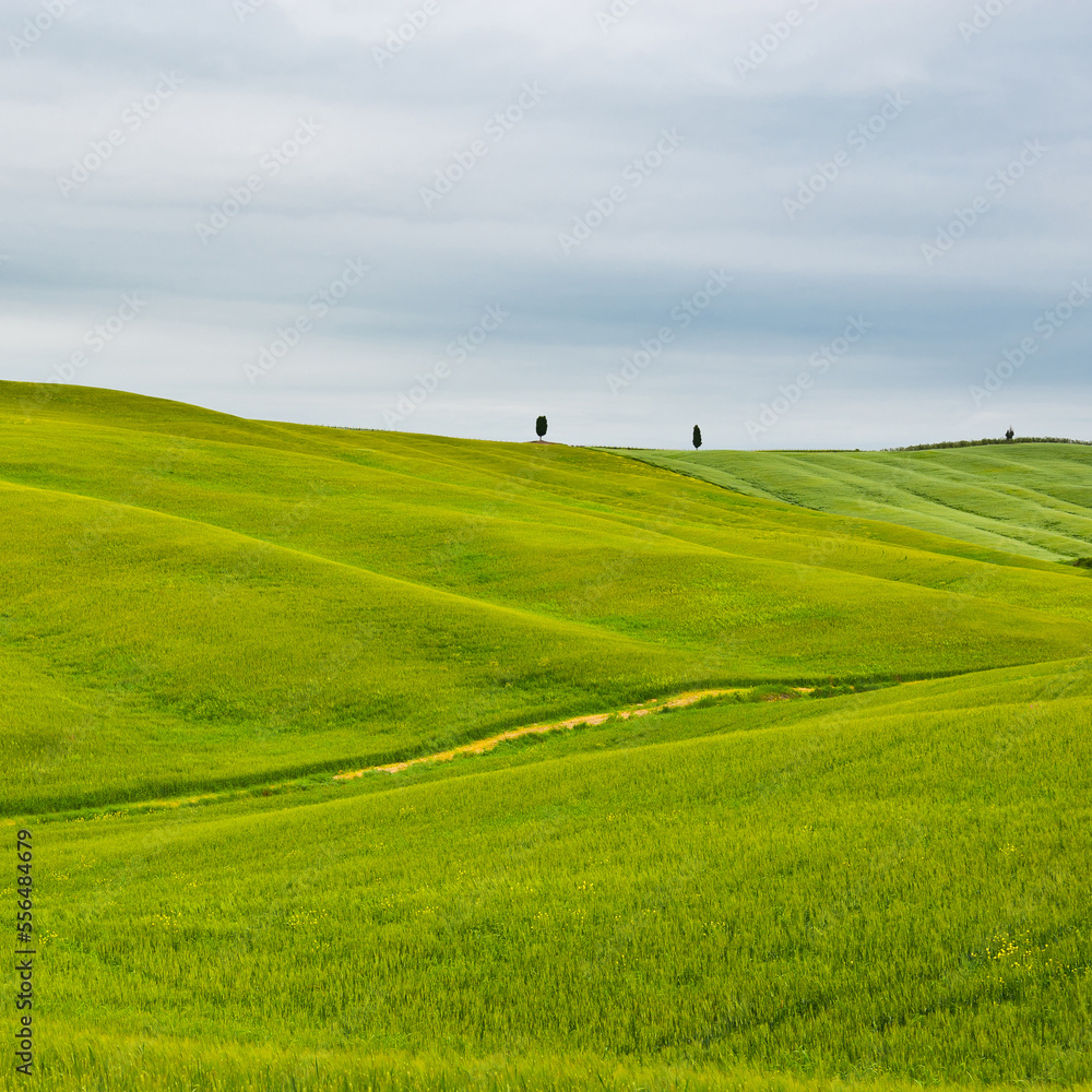 Poster meadows of tuscany