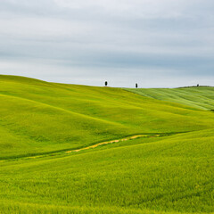 Meadows of Tuscany - 556484679